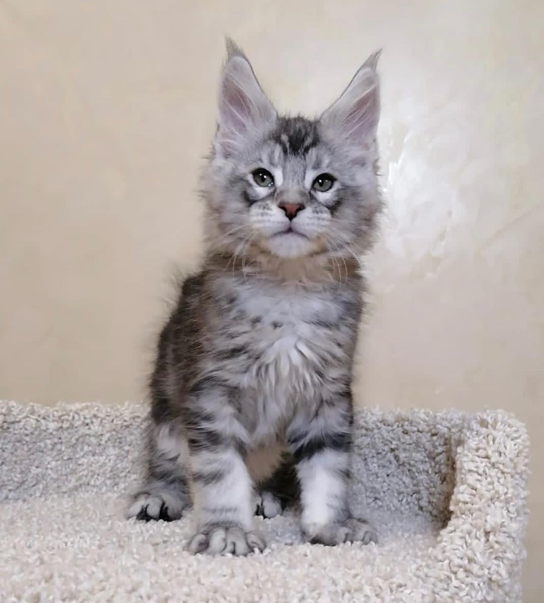 MAINE COON